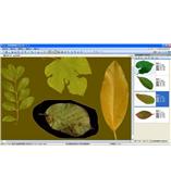 LA-S型植物葉面積、病斑、蟲損、葉色分檔分析儀系統(tǒng)