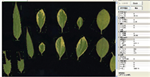 植物葉面積分析儀系統(tǒng)， 野外便攜式植物葉面積分析儀